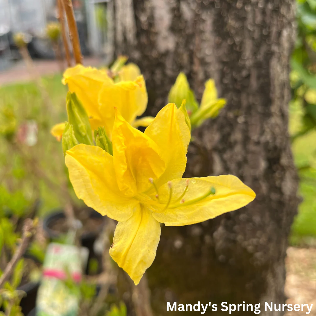 'Lemon Lights' Azalea - Image 3