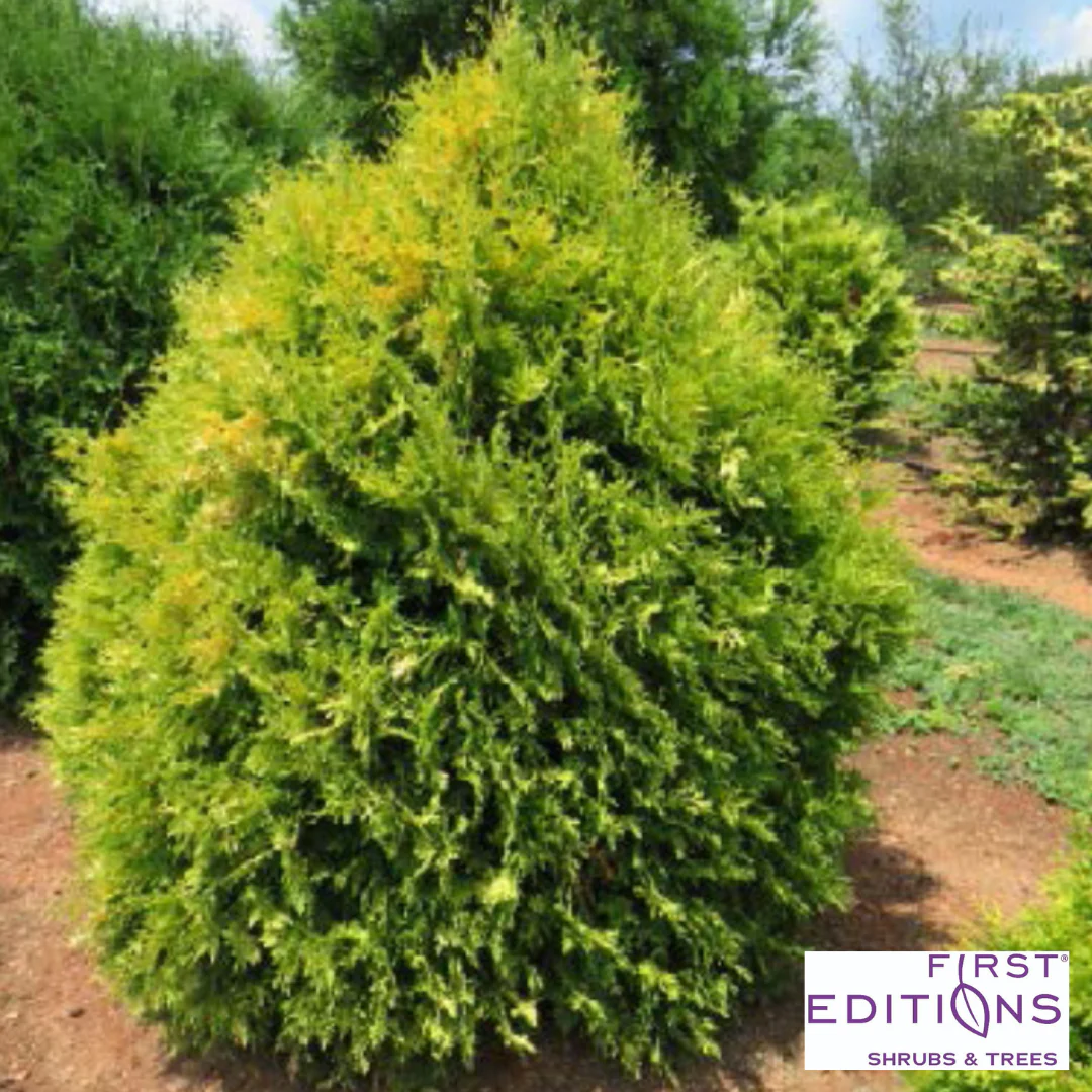 'Lemon Burst' Arborvitae | Thuja occidentalis - Image 2