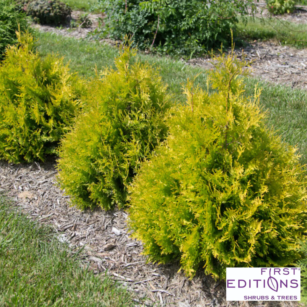 'Lemon Burst' Arborvitae | Thuja occidentalis - Image 3