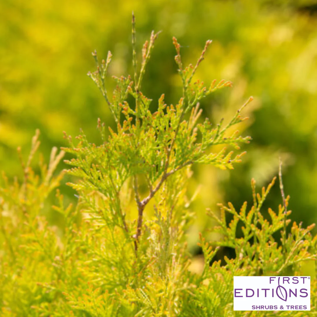 'Lemon Burst' Arborvitae | Thuja occidentalis - Image 4
