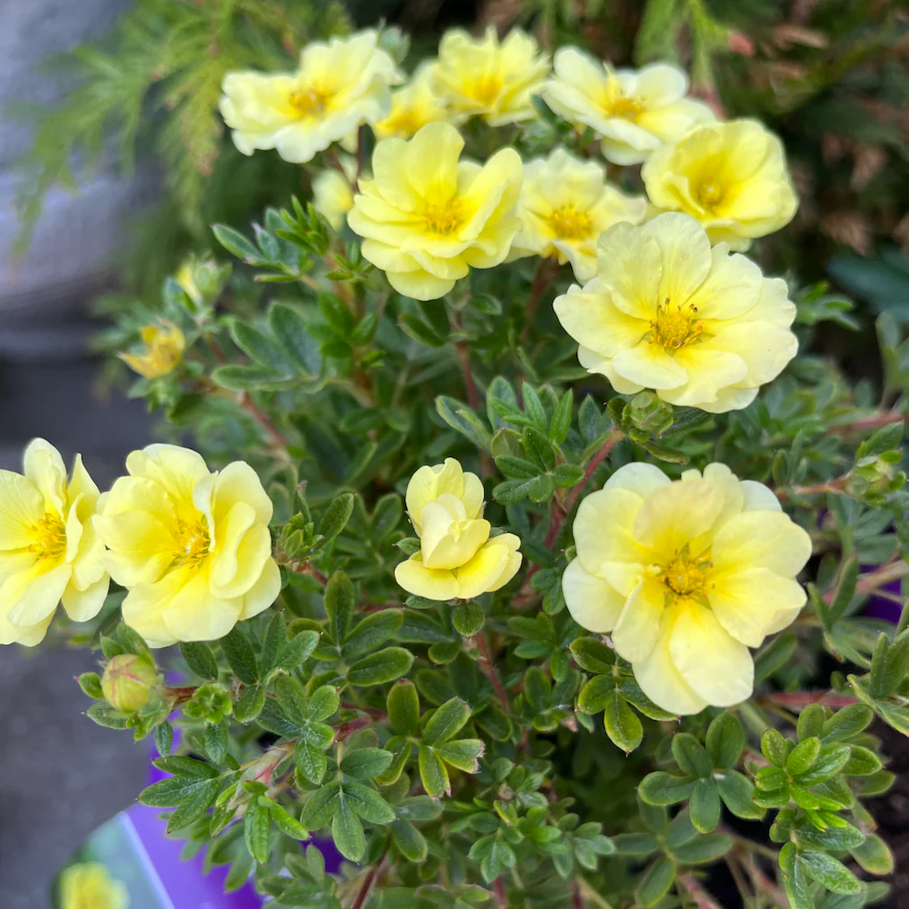 Lemon Meringue Potentilla | Potentilla fruticosa - Image 3