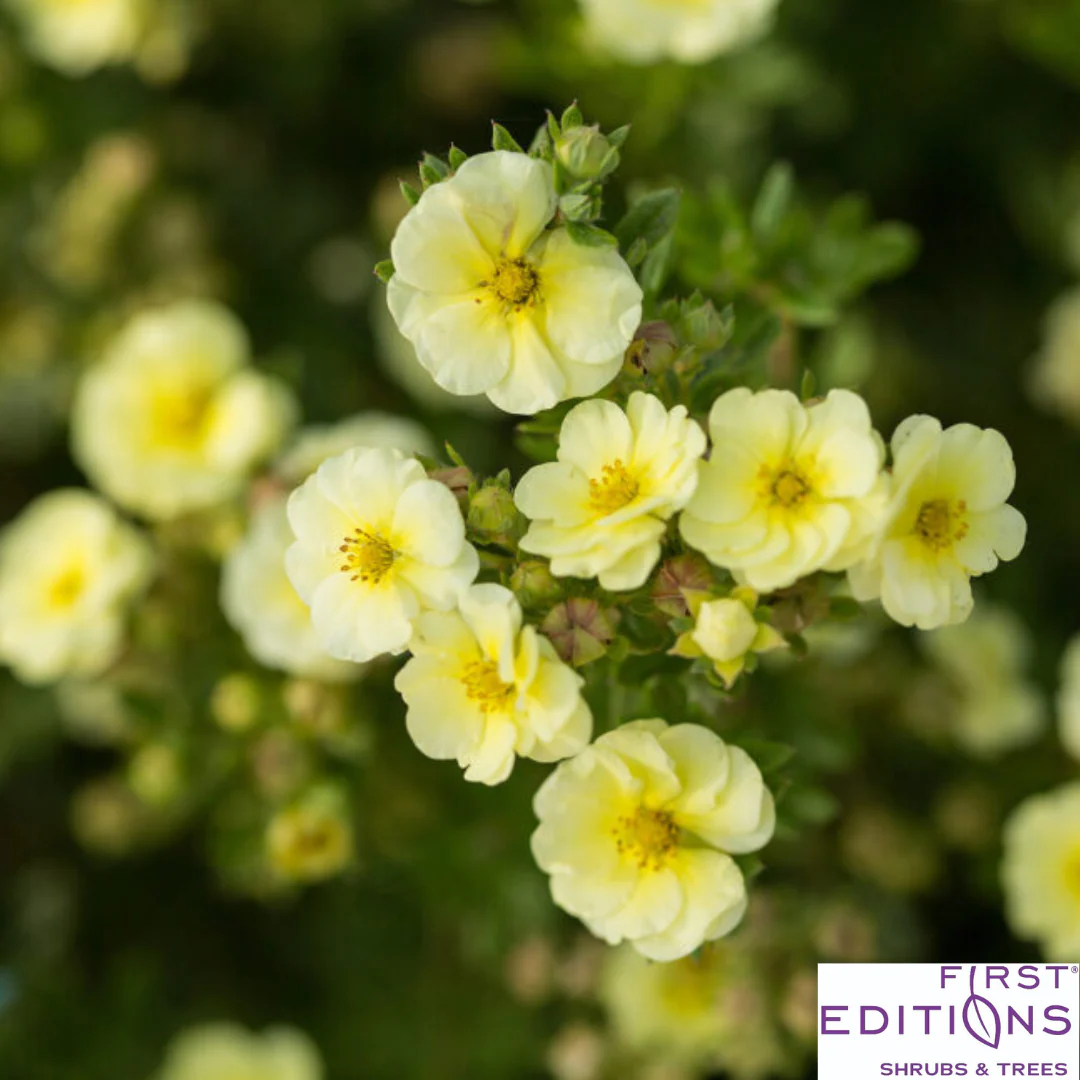 Lemon Meringue Potentilla | Potentilla fruticosa - Image 4