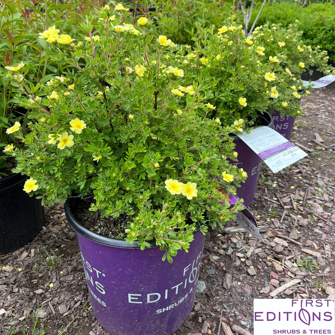Lemon Meringue Potentilla | Potentilla fruticosa - Image 6