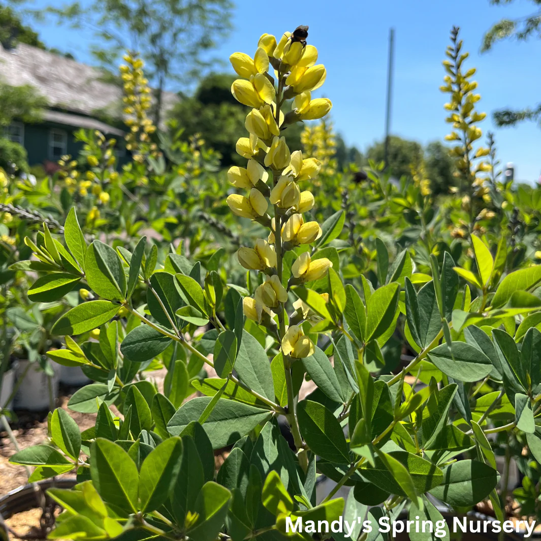 'Lemon Meringue' False Indigo | Baptisia 'Lemon Meringue' - Image 4