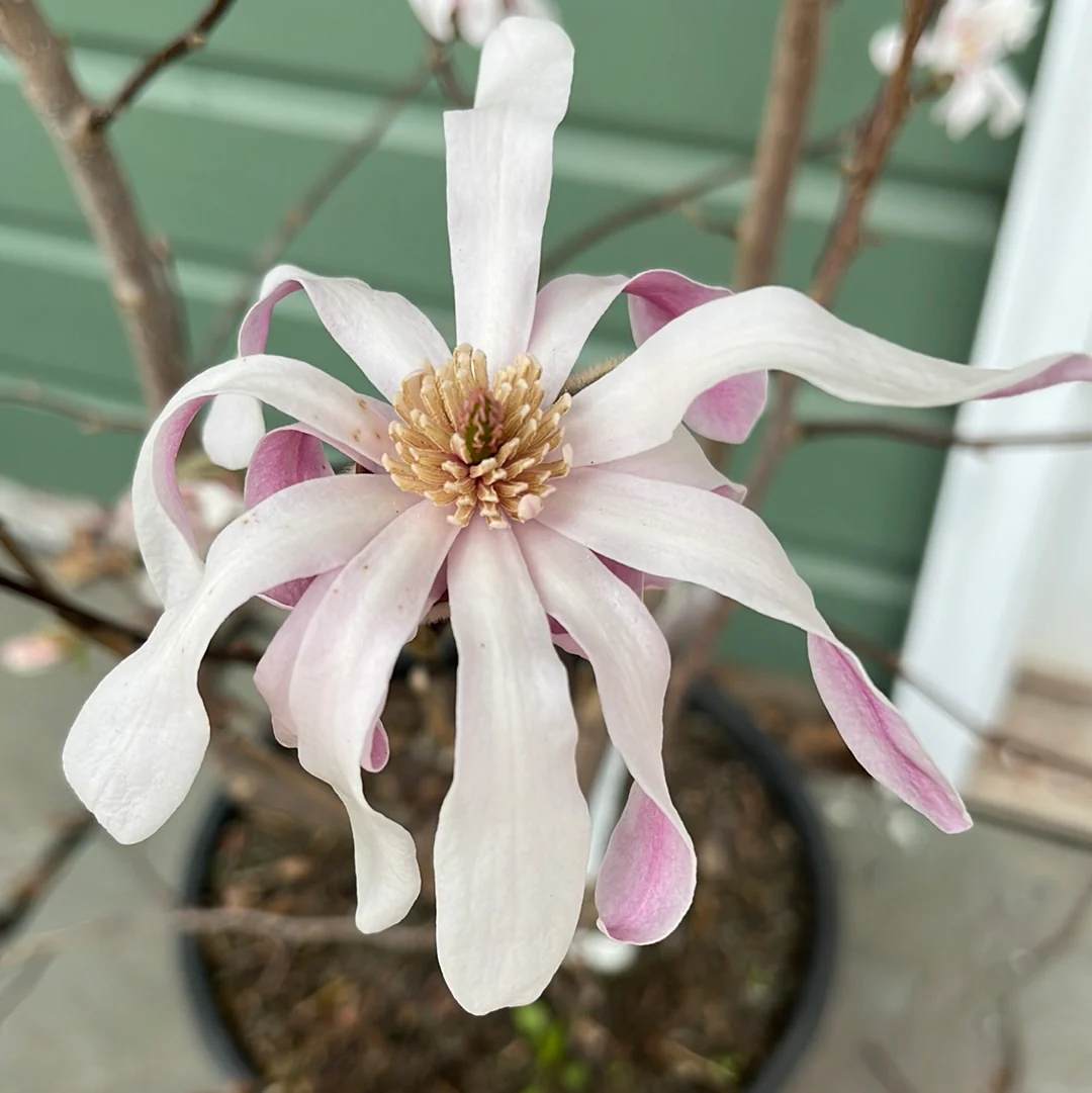 'Leonard Messel' Magnolia | Magnolia x loebneri 'Leonard Messel' - Image 3