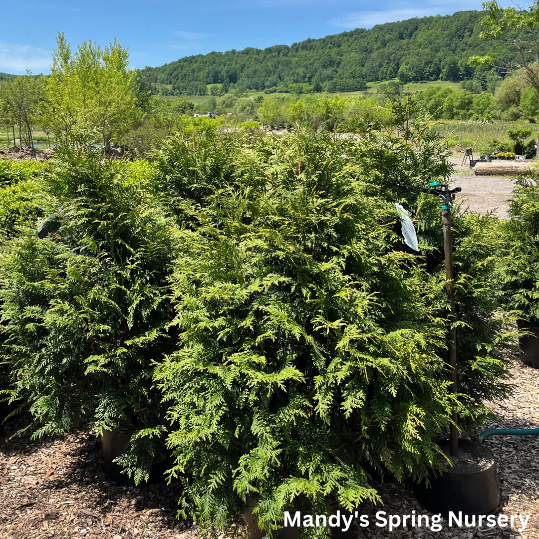 'Leprechaun' Western Red Cedar | Thuja standishii x plicata 'Leprechaun' - Image 3
