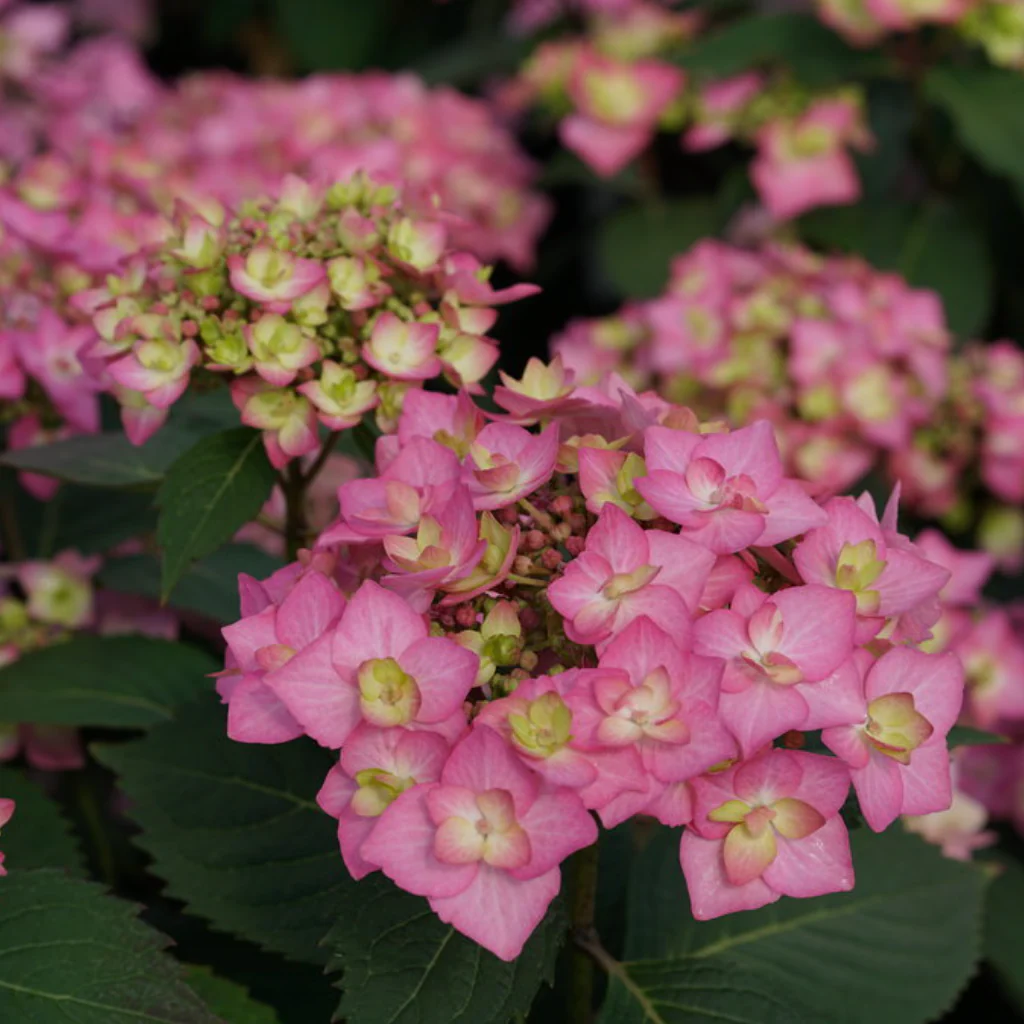 Let's Dance Can Do!® Reblooming Hydrangea | Hydrangea macrophylla × serrata - Image 3