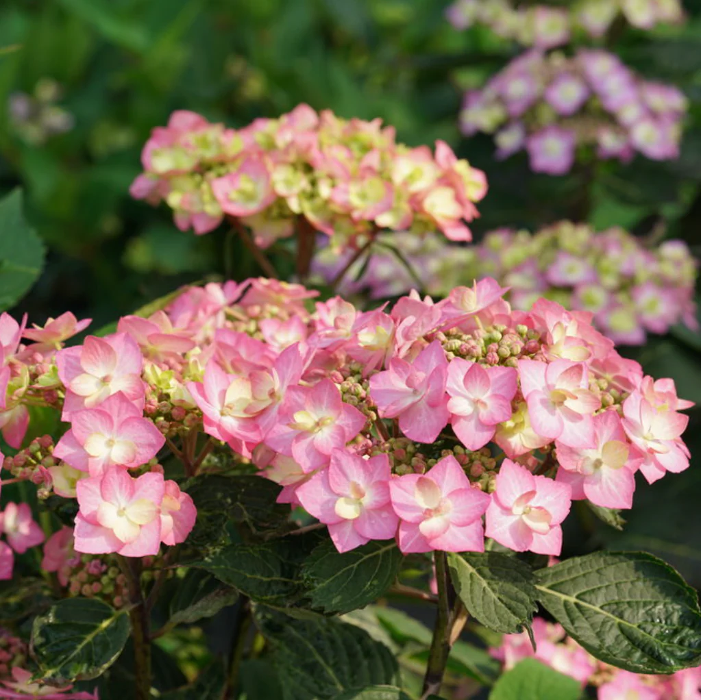 Let's Dance Can Do!® Reblooming Hydrangea | Hydrangea macrophylla × serrata - Image 6