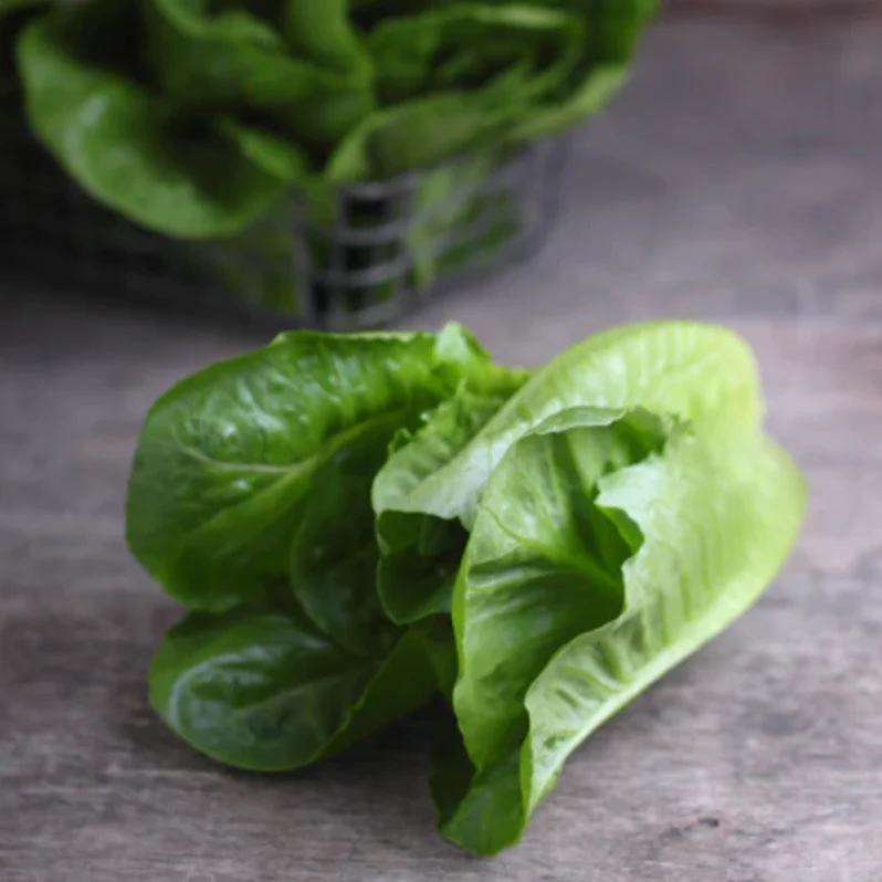 Lettuce 'Parris Island Romaine' - Vegetable Seeds - Image 4