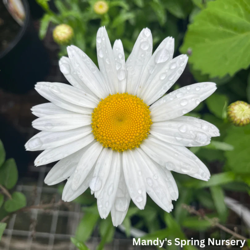 'Snowcap' Shasta Daisy | Leucanthemum 'Snowcap' - Image 3