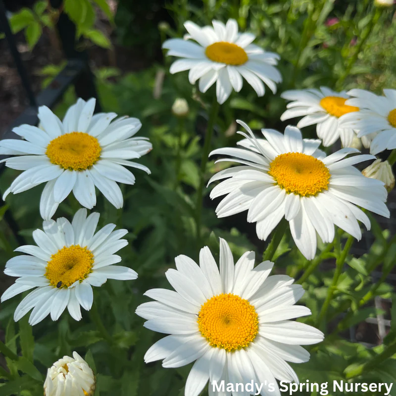 'Snowcap' Shasta Daisy | Leucanthemum 'Snowcap' - Image 4