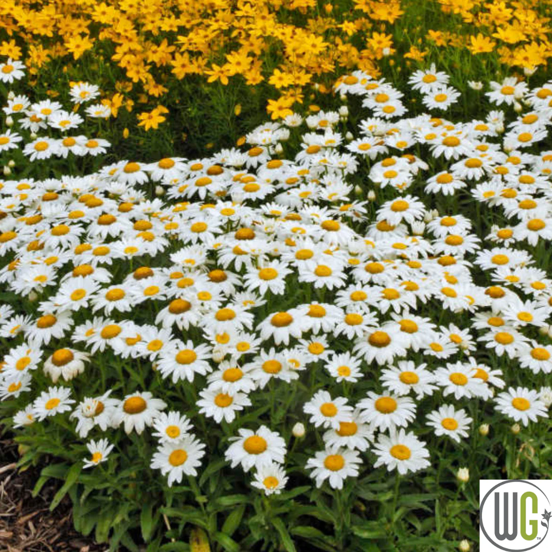 'Snowcap' Shasta Daisy | Leucanthemum 'Snowcap' - Image 7