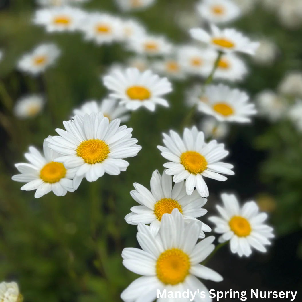 'Becky' Shasta Daisy | Leucanthemum superbum - Image 4