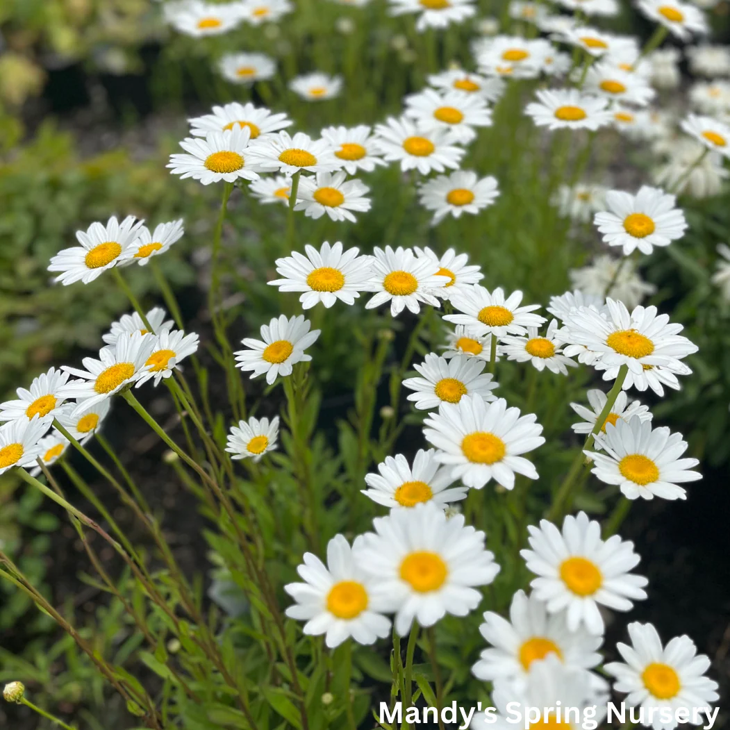 'Becky' Shasta Daisy | Leucanthemum superbum - Image 5