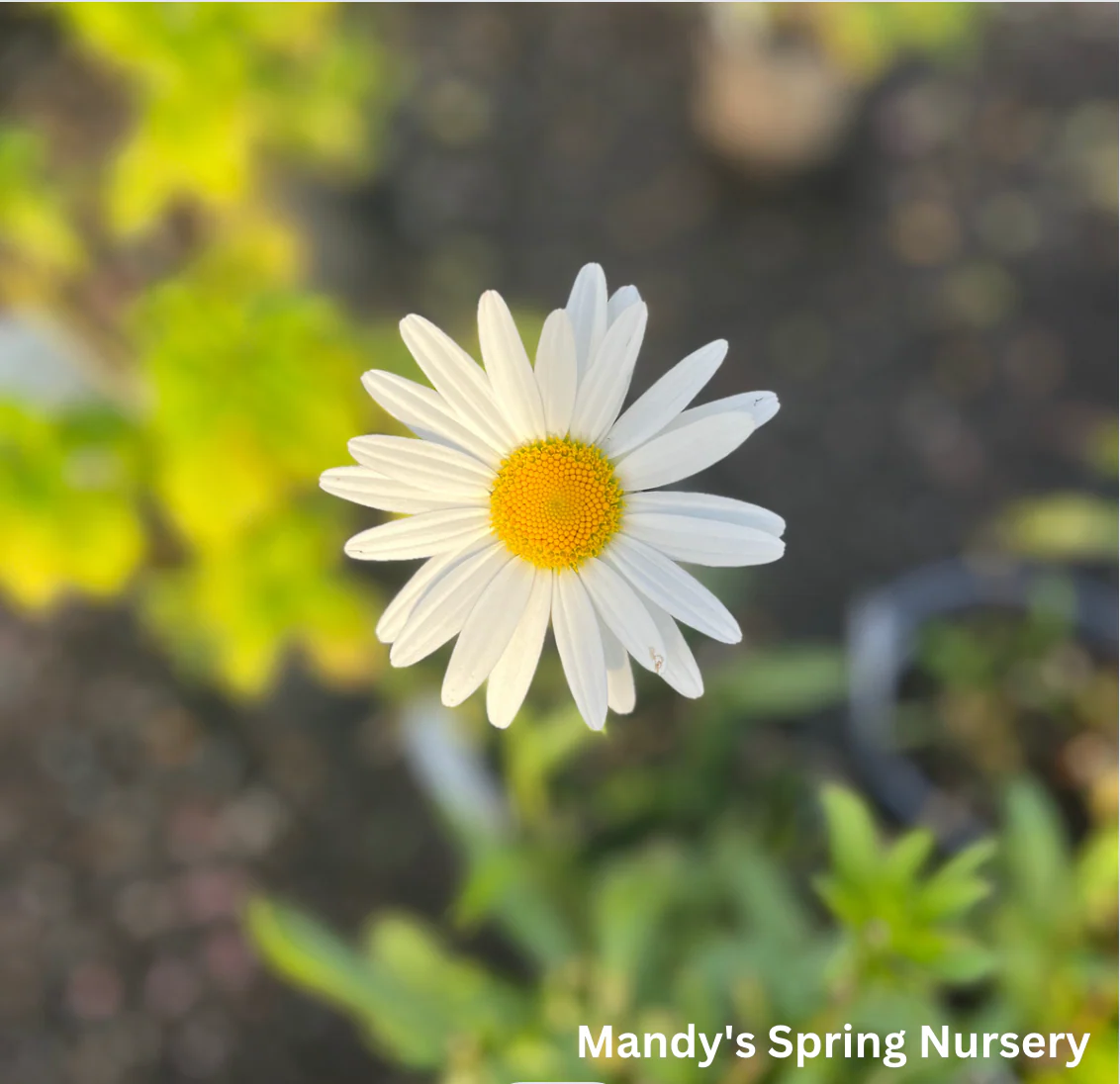 'Becky' Shasta Daisy | Leucanthemum superbum - Image 6