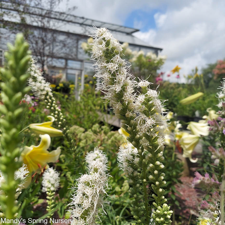 Blazing Star - Liatris Mixture | 8 Bulbs - Image 2