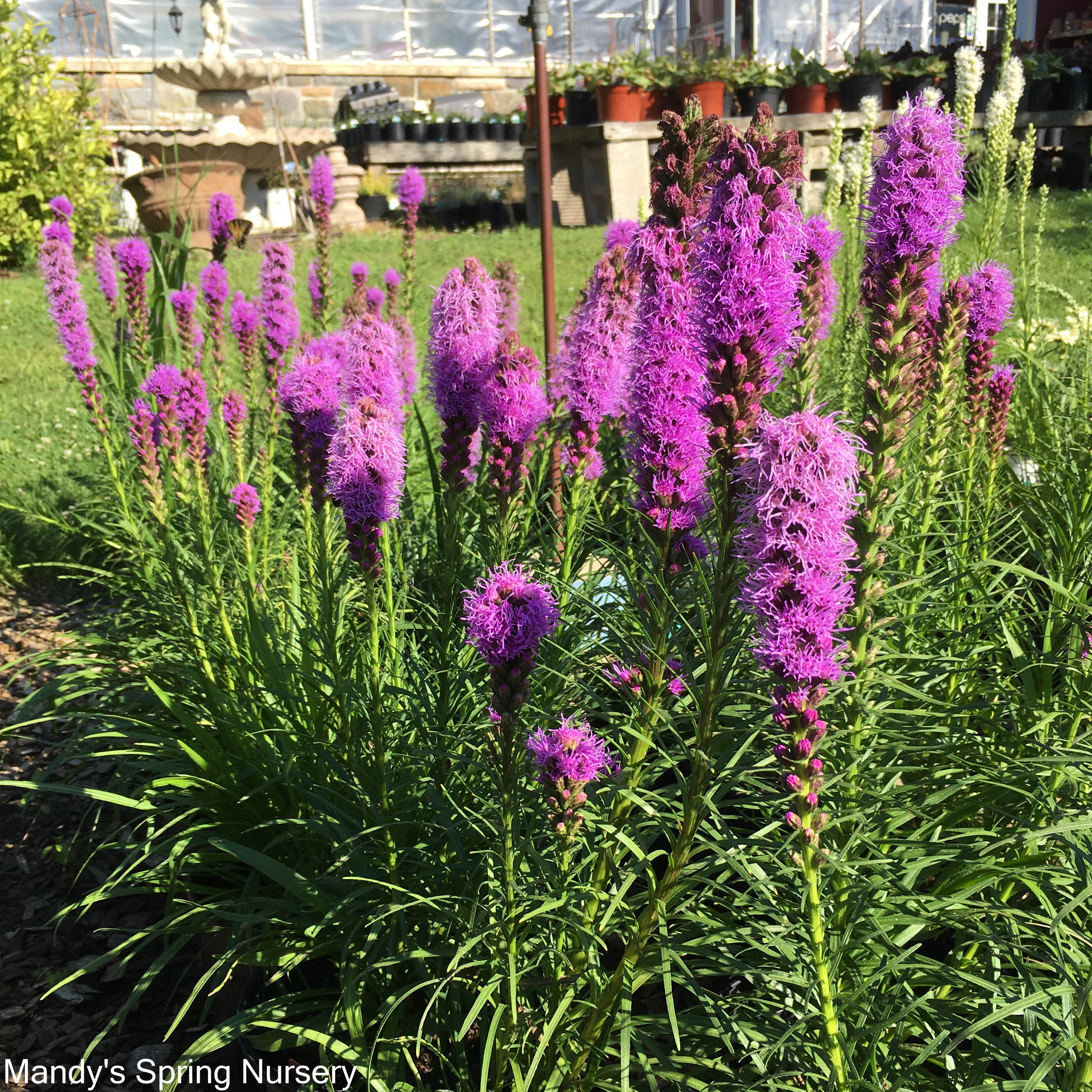 Blazing Star - Liatris Mixture | 8 Bulbs - Image 3