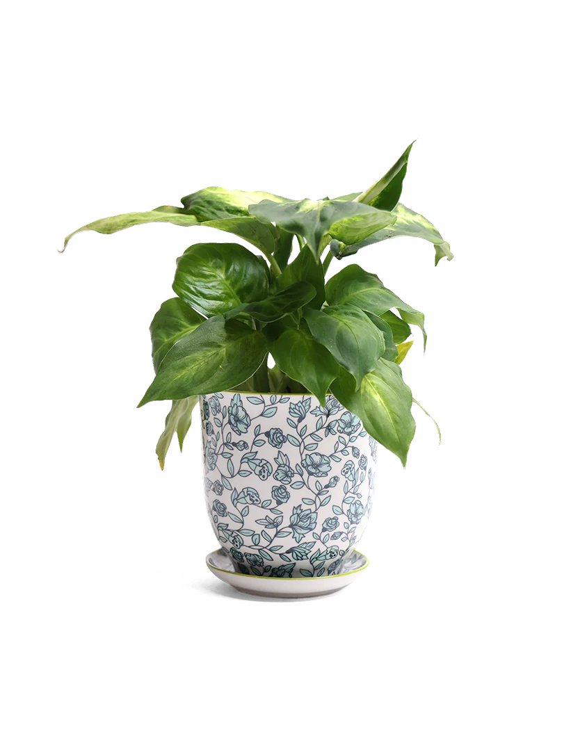 Liberte Indoor plant pots with drainage 3 & 5 inch planter