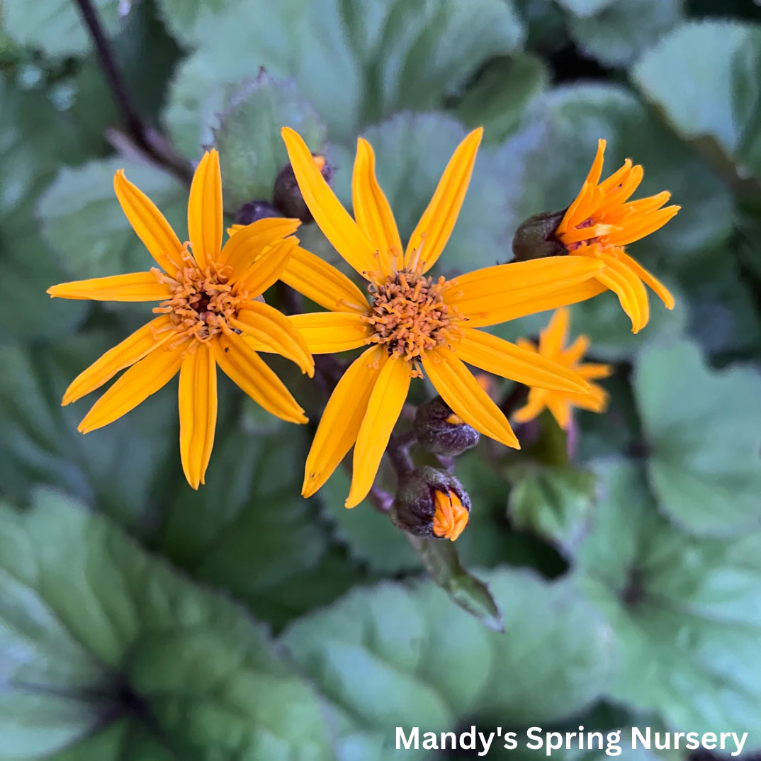 Midnight Lady Ligularia | Ligularia dentata 'Midnight Lady' - Image 3