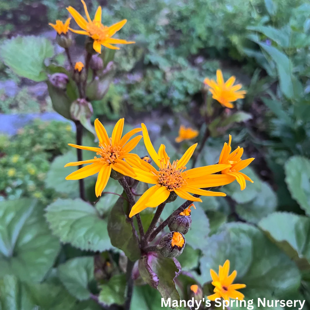 Midnight Lady Ligularia | Ligularia dentata 'Midnight Lady' - Image 5