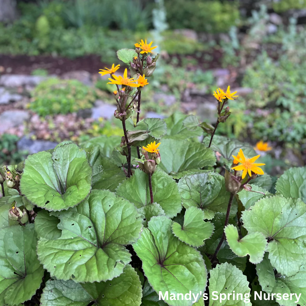 Midnight Lady Ligularia | Ligularia dentata 'Midnight Lady' - Image 6