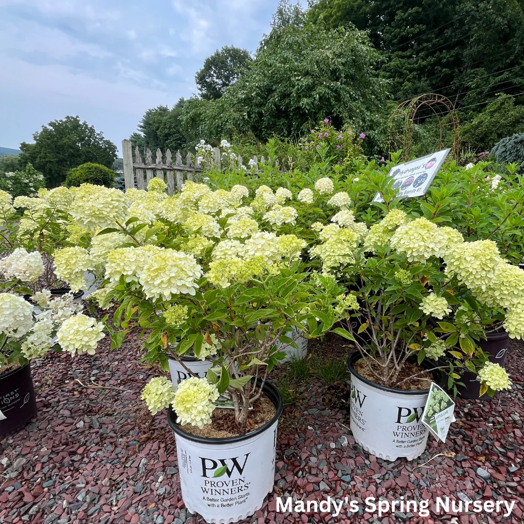 Limelight Hydrangea | Hydrangea paniculata - Image 3
