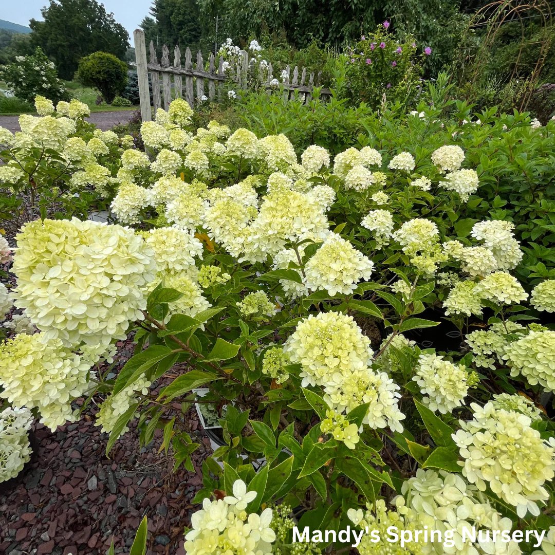 Limelight Hydrangea | Hydrangea paniculata - Image 4