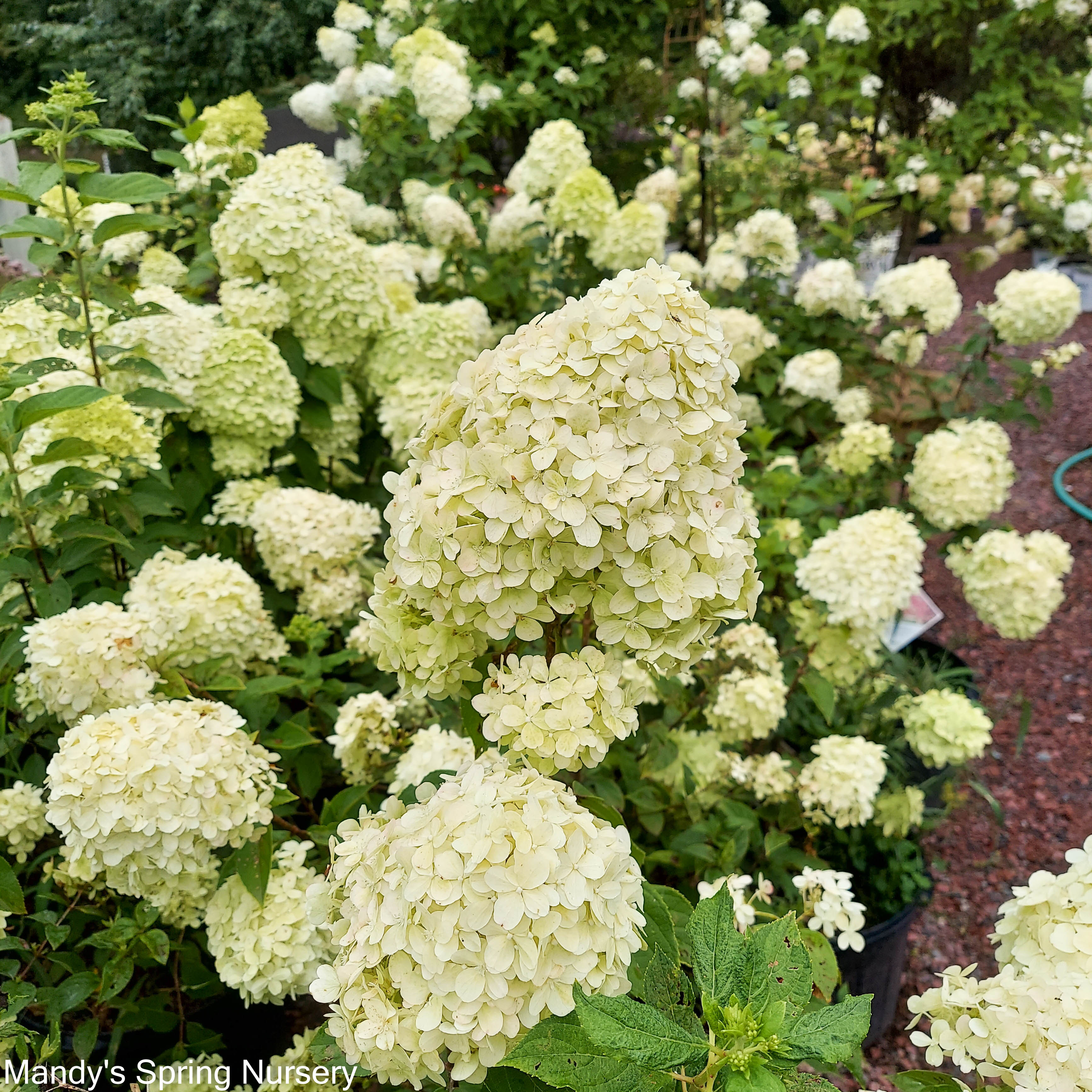 Limelight Hydrangea | Hydrangea paniculata - Image 5