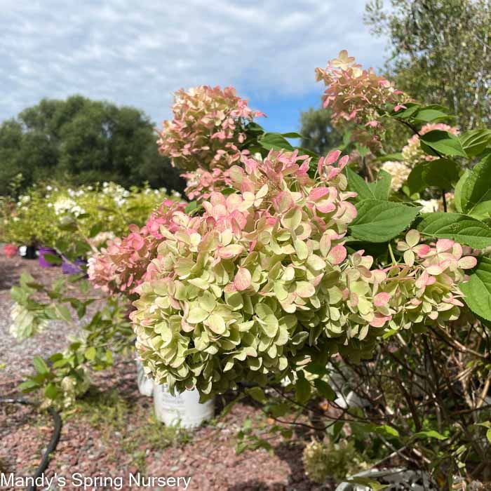 Limelight Hydrangea | Hydrangea paniculata - Image 6