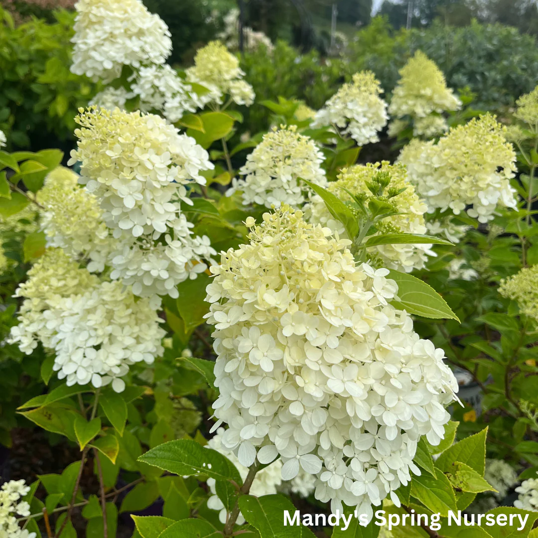 Limelight Hydrangea | Hydrangea paniculata - Image 7
