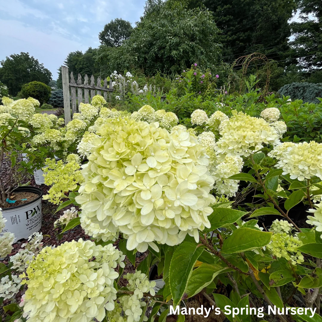 Limelight Hydrangea | Hydrangea paniculata - Image 8