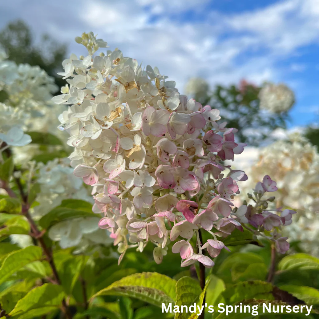 Little Hottie Hydrangea | Hydrangea paniculata - Image 3