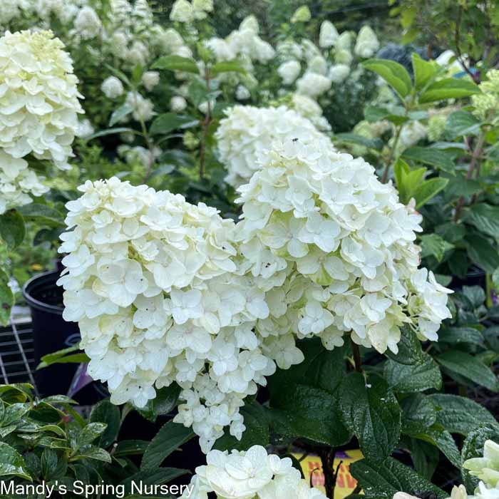Little Hottie Hydrangea | Hydrangea paniculata - Image 4