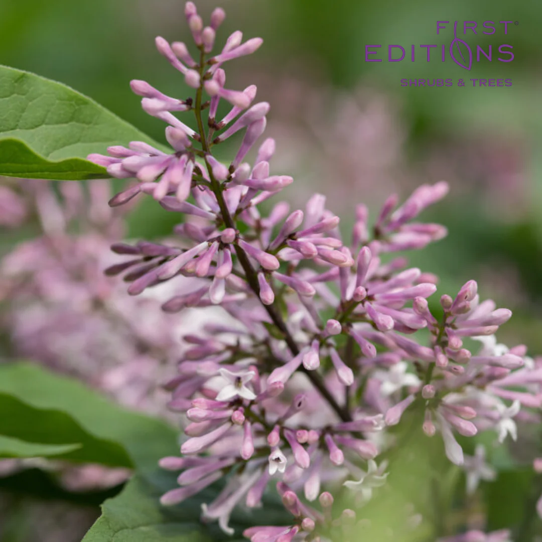 Little Lady Lilac | Syringa x 'Jeflady' - Image 3