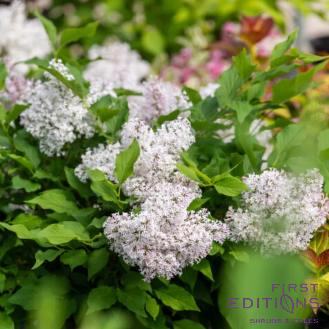 Little Lady Lilac | Syringa x 'Jeflady' - Image 4