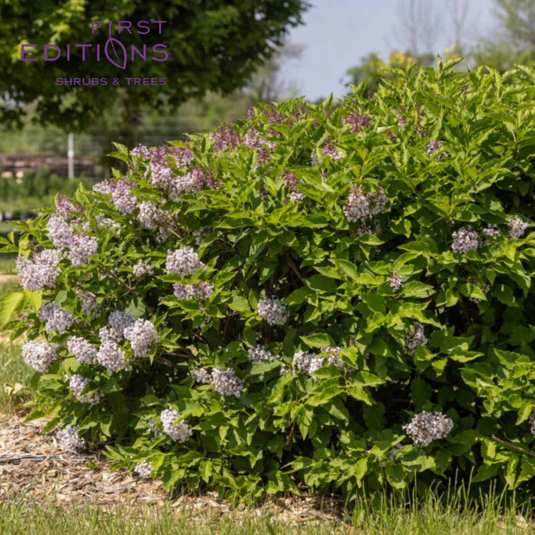Little Lady Lilac | Syringa x 'Jeflady' - Image 5