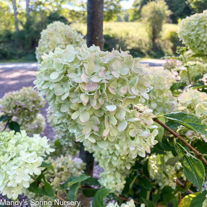 Little Lime Hydrangea | Hydrangea paniculata - Image 4