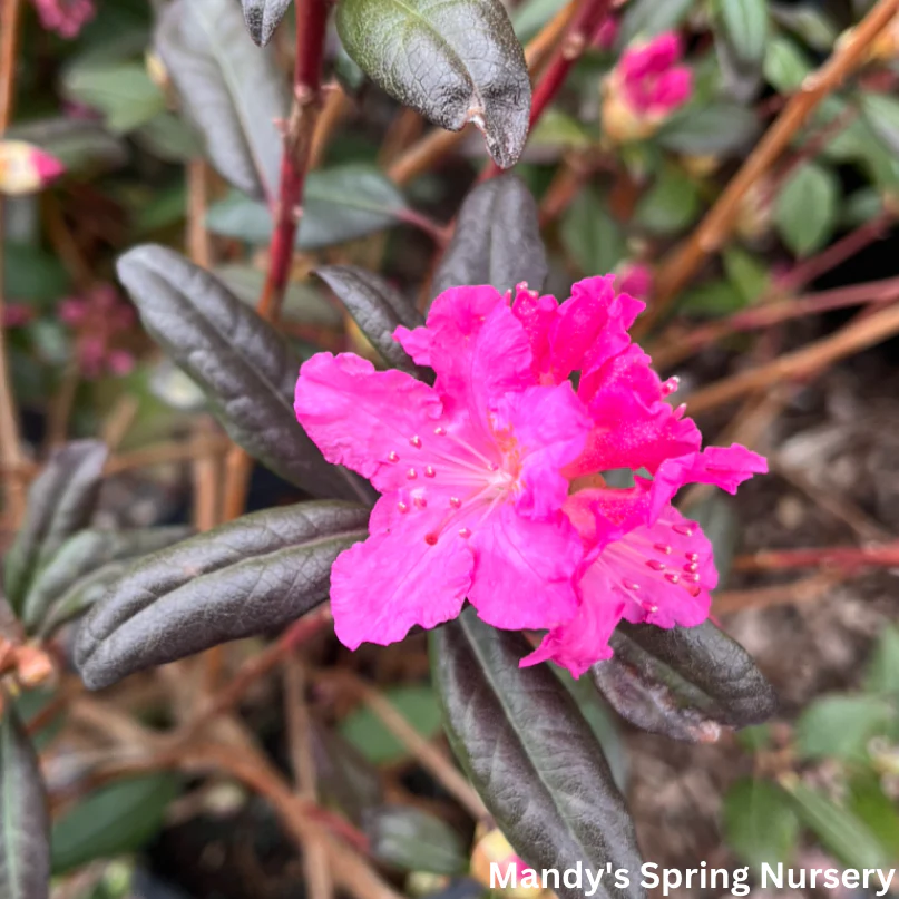 Landmark Rhododendron | Rhododendron X Landmark - Image 3