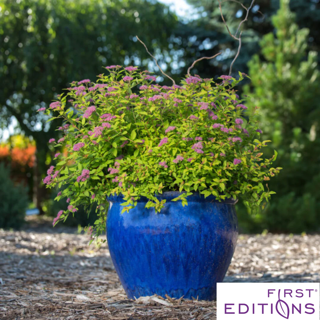 Little Spark Spirea | Spiraea japonica - Image 4