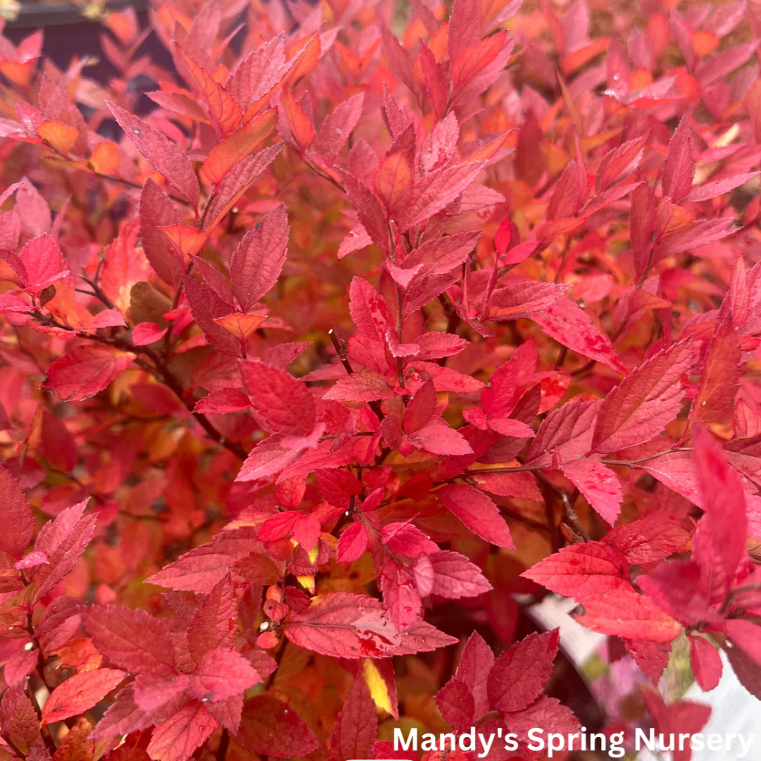 Little Spark Spirea | Spiraea japonica - Image 5