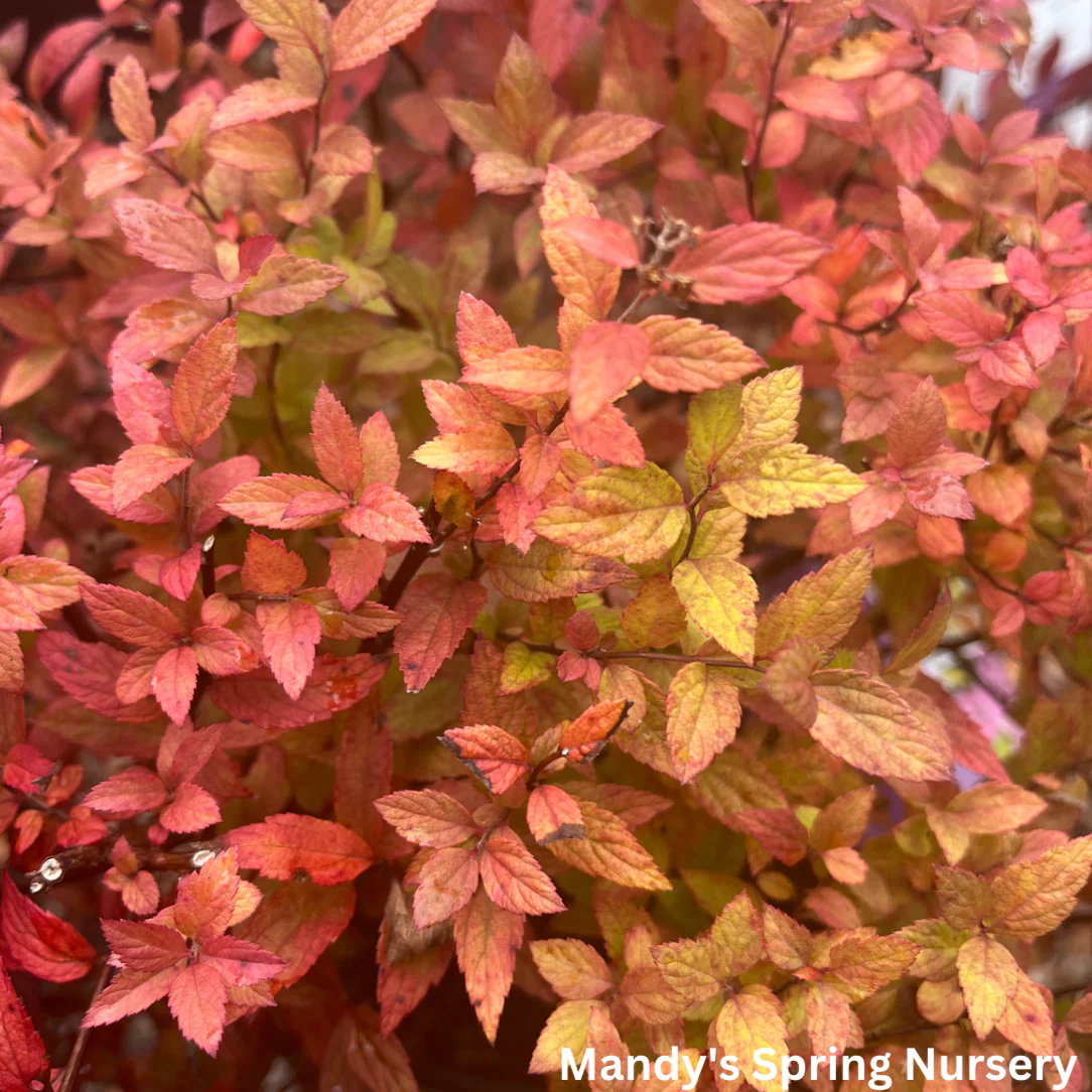 Little Spark Spirea | Spiraea japonica - Image 6