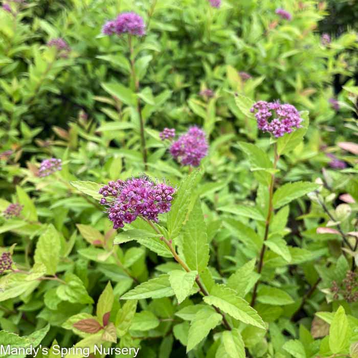 Little Spark Spirea | Spiraea japonica - Image 8