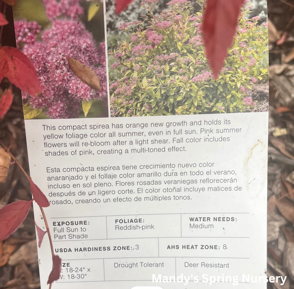 Little Spark Spirea | Spiraea japonica - Image 9
