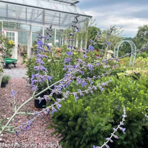 Little Spire Russian Sage | Perovskia atriplicifolia - Image 2