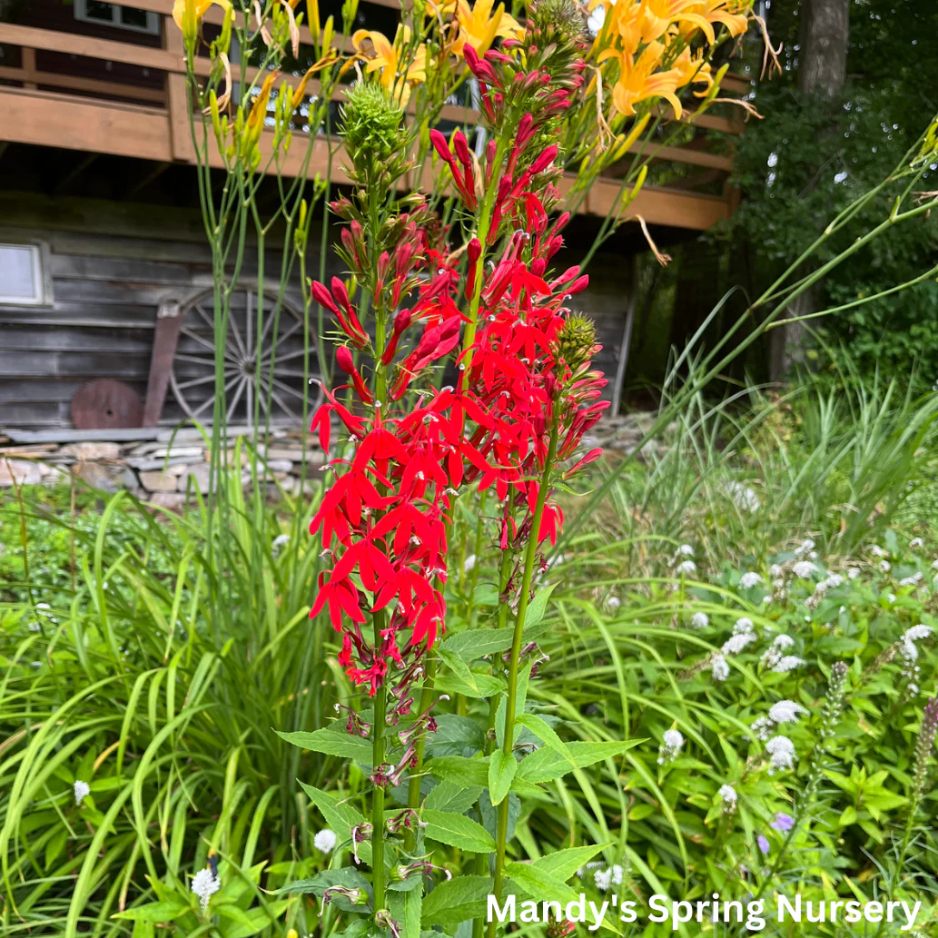 Cardinal Flower | Lobelia cardinalis - Image 2