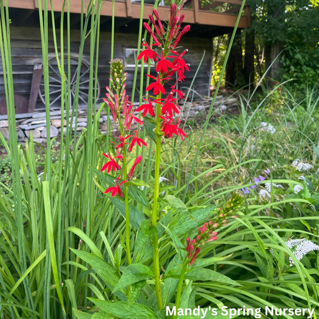 Cardinal Flower | Lobelia cardinalis - Image 3