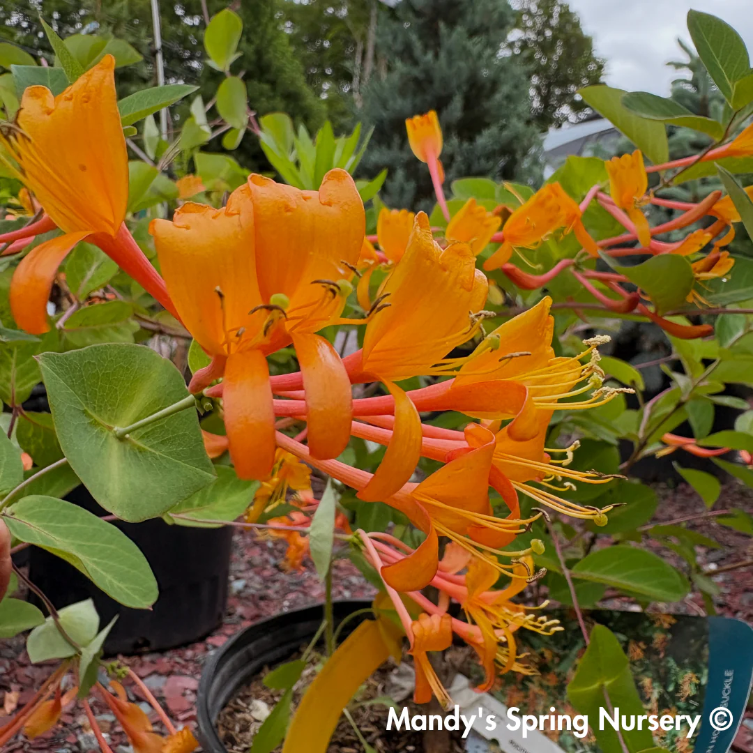 Mandarin Honeysuckle | Lonicera - Image 2
