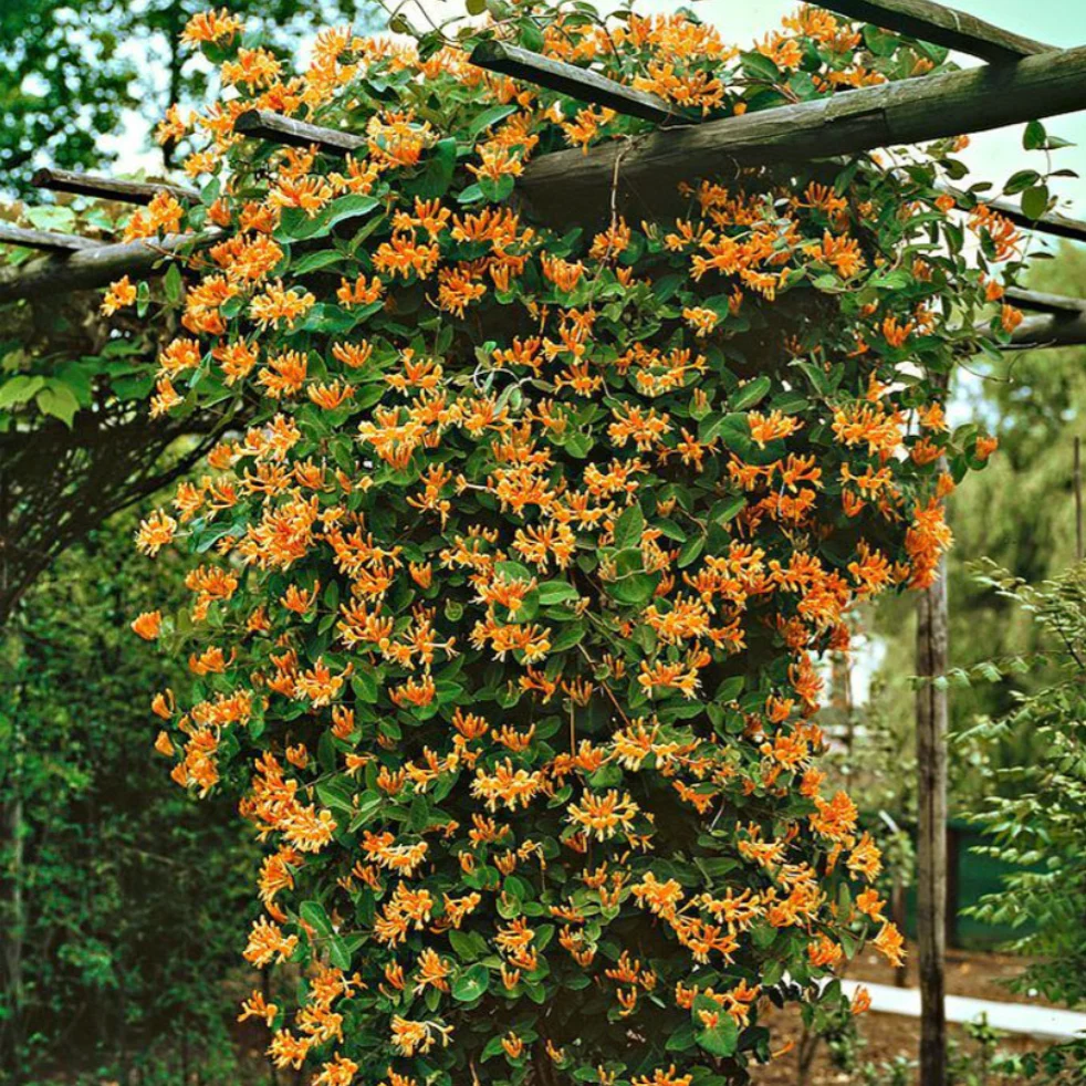 Mandarin Honeysuckle | Lonicera - Image 3