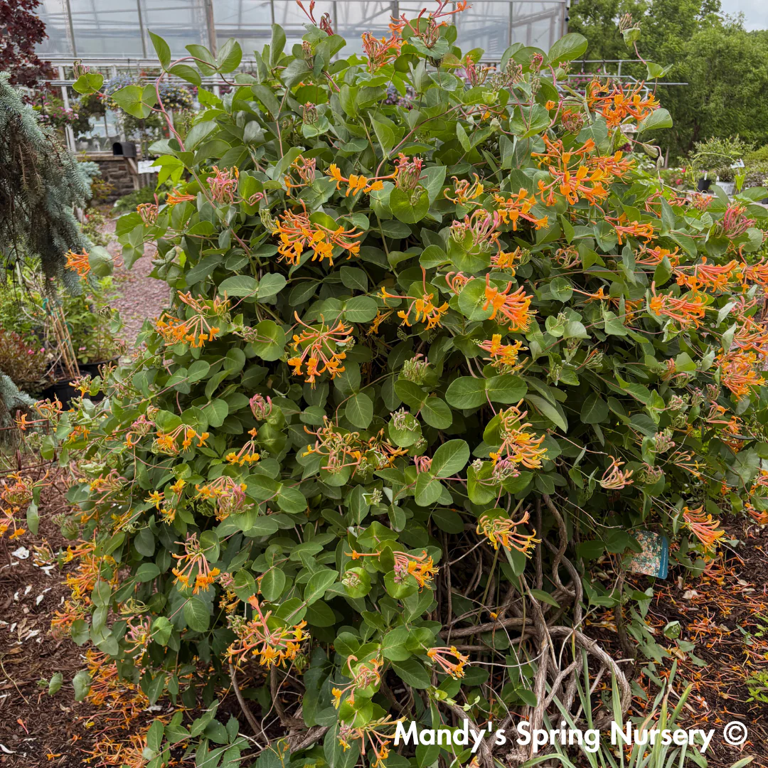 Mandarin Honeysuckle | Lonicera - Image 4