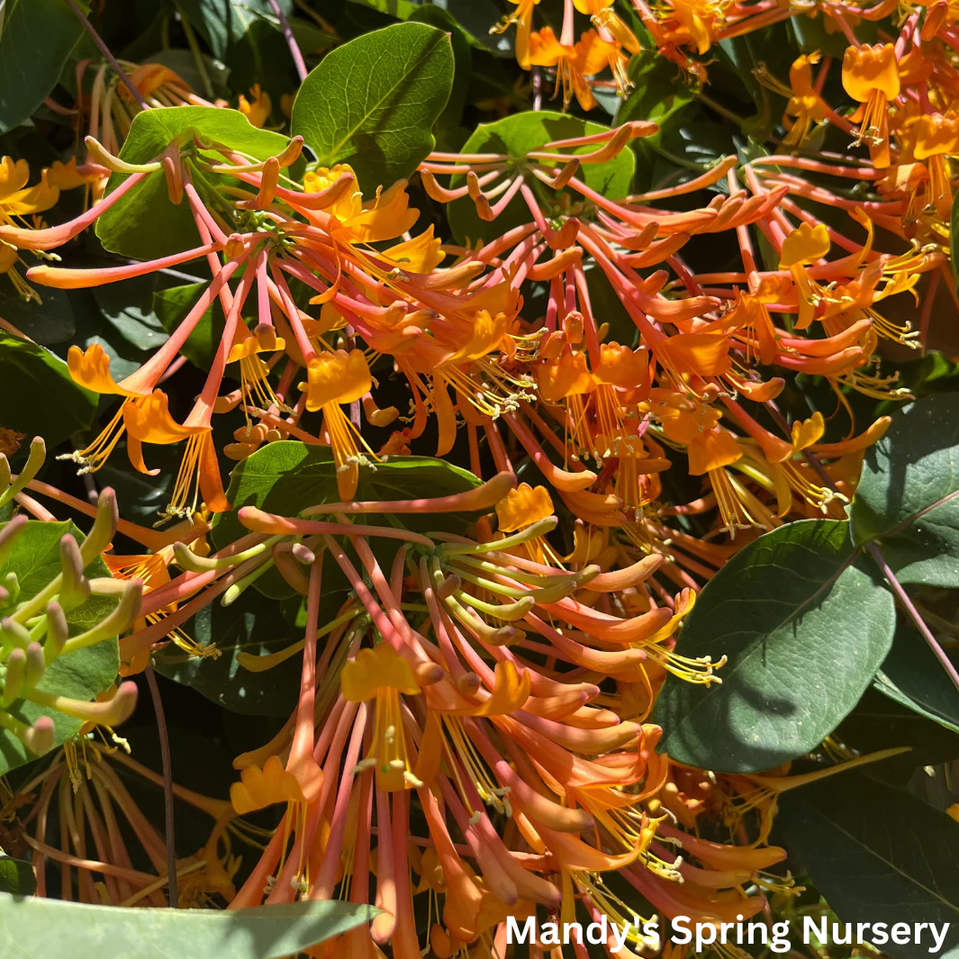 Mandarin Honeysuckle | Lonicera - Image 5
